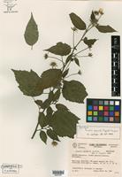 Isotype of Pavonia sepioides Fryxell & Krapov. [family MALVACEAE]