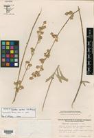 Isotype of Froelichia xantusii R. A. McCauley [family AMARANTHACEAE]