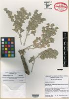 Isotype of Tidestromia valdesiana Sánchez-del Pino & Flores Olvera [family AMARANTHACEAE]