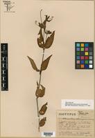 Isotype of Alternanthera altacruzensis Suess. [family AMARANTHACEAE]