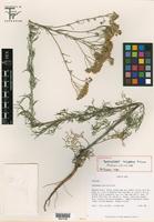 Holotype of Hymenopappus carrizoanus B. L. Turner [family ASTERACEAE]