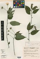 Holotype of Pavonia sepioides Fryxell & Krapov. [family MALVACEAE]