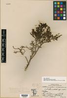 Isotype of Allenrolfea mexicana Lundell [family CHENOPODIACEAE]