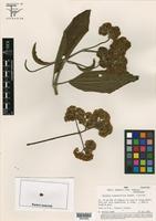 Isotype of Gynoxys congestiflora Sagást. & M. O. Dillon [family ASTERACEAE]