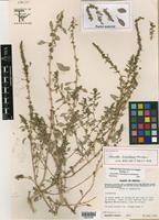 Holotype of Amaranthus tamaulipensis Henrickson [family AMARANTHACEAE]