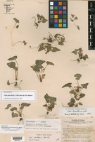Holotype of Viola calcicola R.A.McCauley & H.E.Ballard [family VIOLACEAE]
