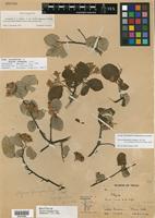 Holotype of Styrax youngiae Cory [family STYRACACEAE]
