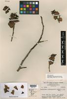 Isotype of Pedilanthus coalcomanensis Croizat [family EUPHORBIACEAE]