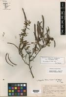 Isotype of Calliandra eriophylla Benth. var. chamaedrys Isely [family FABACEAE]