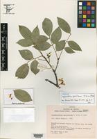 Isotype of Styphnolobium parviflorum M. Sousa & Rudd [family FABACEAE]