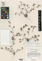 Isotype of Chorizanthe pungens Benth. var. hartwegiana Reveal & Hardham [family POLYGONACEAE]