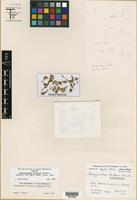 Isotype of Gossypianthus brittonii Standl. [family AMARANTHACEAE]