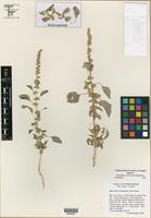 Isotype of Amaranthus x tucsonensis Henrickson [family AMARANTHACEAE]