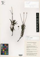 Isotype of Freya alba V. M. Badillo [family ASTERACEAE]