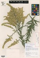 Holotype of Solidago juliae G. L. Nesom [family ASTERACEAE]