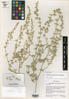 Holotype of Amaranthus acanthobracteatus Henrickson [family AMARANTHACEAE]