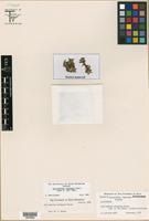 Isotype of Guilleminea elongata Mears [family AMARANTHACEAE]