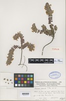 Holotype of Micromeria glomerata P. Pérez [family LABIATAE]