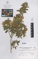 Holotype of Chamaecytisus proliferus (L.fil.) Link subsp. proliferus var. calderae J.R. Acebes [family LEGUMINOSAE-PAPILIONOIDEAE]