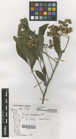 Filed as Vernonia amygdalina Delile [family COMPOSITAE]