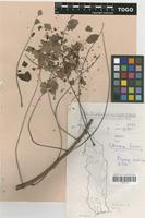 Filed as Sclerocarya birrea (A. Rich.) Hochst. [family ANACARDIACEAE]