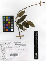 Filed as Erythroxylum emarginatum Thonn. [family ERYTHROXYLACEAE]