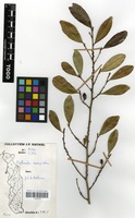 Filed as Erythroxylum emarginatum Thonn. [family ERYTHROXYLACEAE]