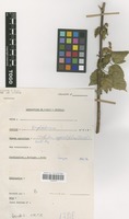 Filed as Mallotus oppositifolius (Geiseler) Müll.Arg. [family EUPHORBIACEAE]