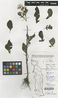 Filed as Crassocephalum crepidioides (Benth.) S.Moore [family COMPOSITAE]