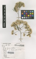 Filed as Vernonia amygdalina Delile [family COMPOSITAE]