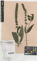Filed as Justicia flava (Forssk.) Vahl [family ACANTHACEAE]
