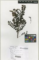 Filed as Sclerocarya birrea (A. Rich.) Hochst. [family ANACARDIACEAE]