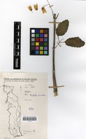 Filed as Bryophyllum pinnatum (Lam.) Oken [family CRASSULACEAE]