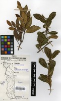 Filed as Erythroxylum emarginatum Thonn. [family ERYTHROXYLACEAE]