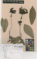 Filed as Strychnos usambarensis Gilg [family LOGANIACEAE]