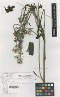 Filed as Crassocephalum crepidioides (Benth.) S.Moore [family COMPOSITAE]
