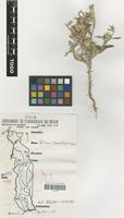 Filed as Dicoma tomentosa Cass. [family COMPOSITAE]