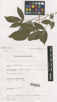 Filed as Manihot esculenta Crantz [family EUPHORBIACEAE]