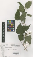 Filed as Mallotus oppositifolius (Geiseler) Müll.Arg. [family EUPHORBIACEAE]