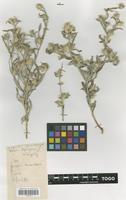Filed as Dicoma tomentosa Cass. [family COMPOSITAE]