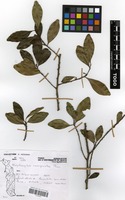Filed as Erythroxylum emarginatum Thonn. [family ERYTHROXYLACEAE]