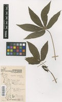 Filed as Manihot esculenta Crantz [family EUPHORBIACEAE]