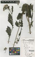 Filed as Crassocephalum crepidioides (Benth.) S.Moore [family COMPOSITAE]