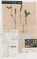 Filed as Justicia flava (Forssk.) Vahl [family ACANTHACEAE]