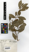 Filed as Erythroxylum emarginatum Thonn. [family ERYTHROXYLACEAE]