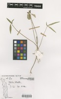 Filed as Euphorbia heterophylla L. [family EUPHORBIACEAE]