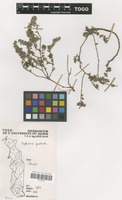 Filed as Euphorbia prostrata Ait. [family EUPHORBIACEAE]
