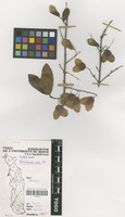 Filed as Hymenocardia acida Tul. [family EUPHORBIACEAE]