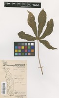 Filed as Manihot esculenta Crantz [family EUPHORBIACEAE]