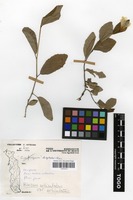 Filed as Hibiscus articulatus Hochst ex A.Rich var. articulatus [family MALVACEAE]